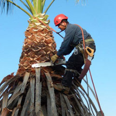 palm tree service